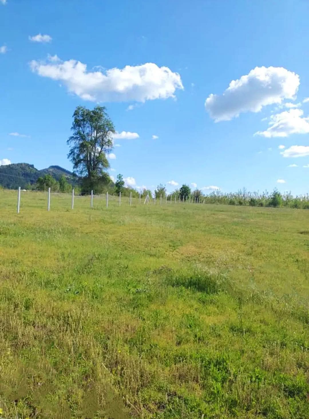 Campo verde y árbol con cielo despejado